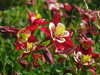 Aquilegia caerulea 'Origami Red-White'